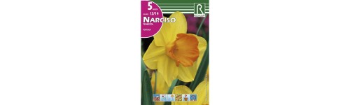 Narcisos