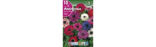 Anemonas y ranunculos