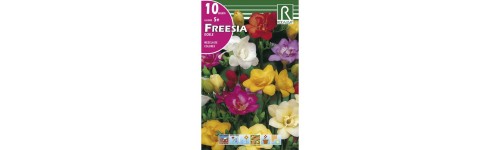 Fresia