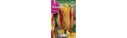 Tulipanes