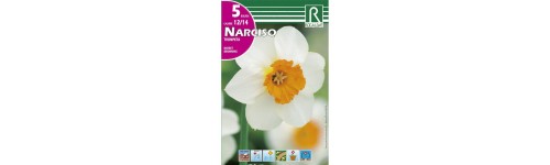 Narcisos