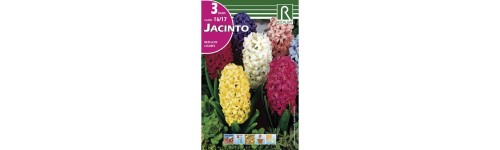 Jacintos