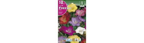 Fresias