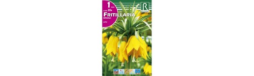 Otros bulbos de otoño