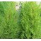 Conifera