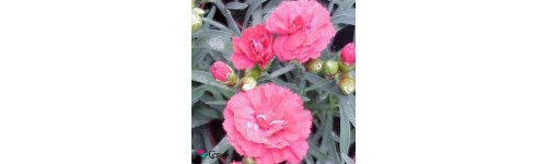 Clavel